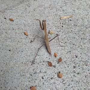 Meet your Posher, Hunter